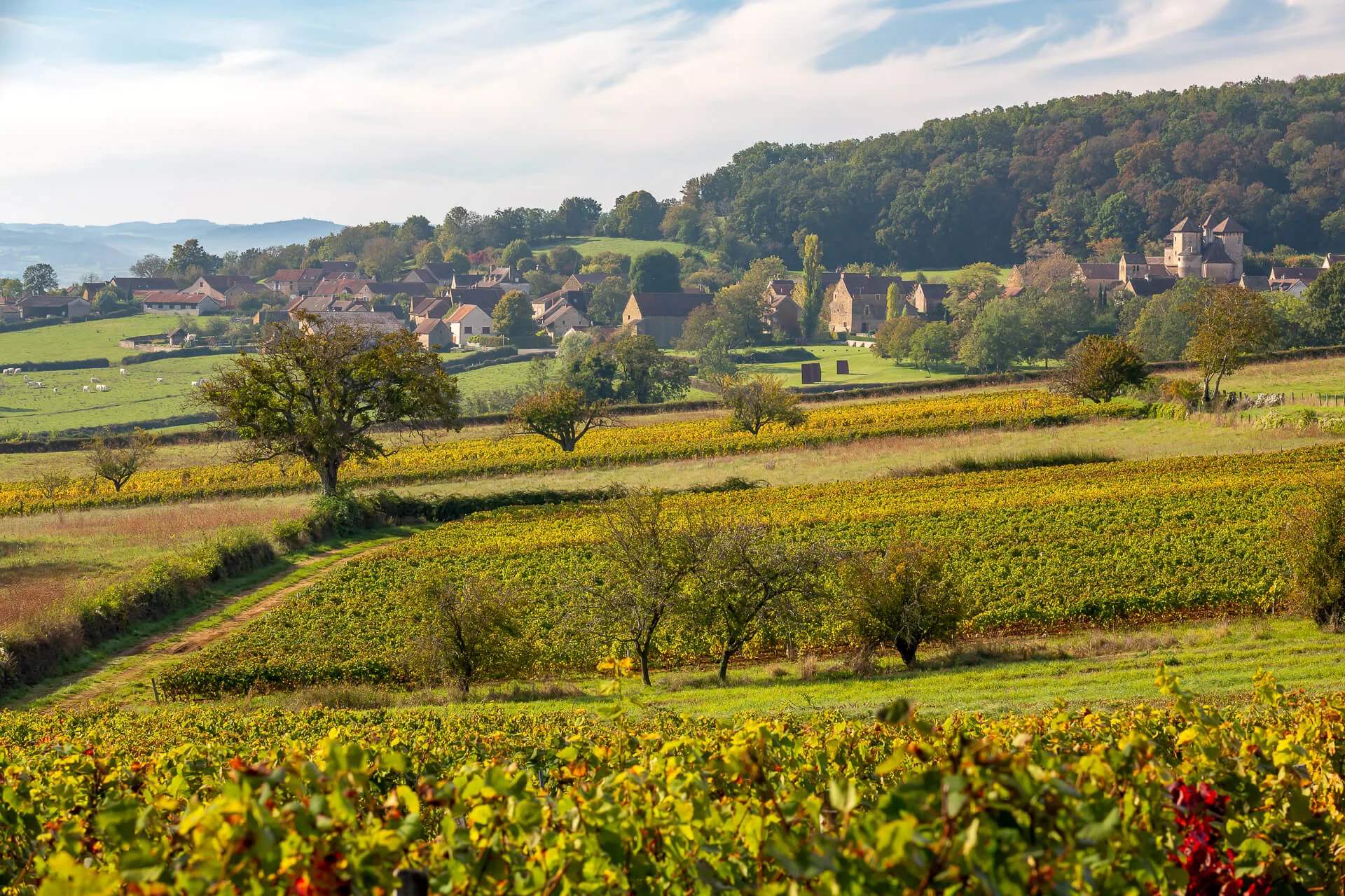 Le vignoble du Sud Bourgogne