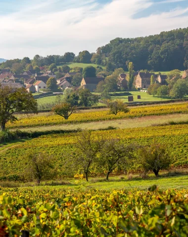 Le vignoble du Sud Bourgogne